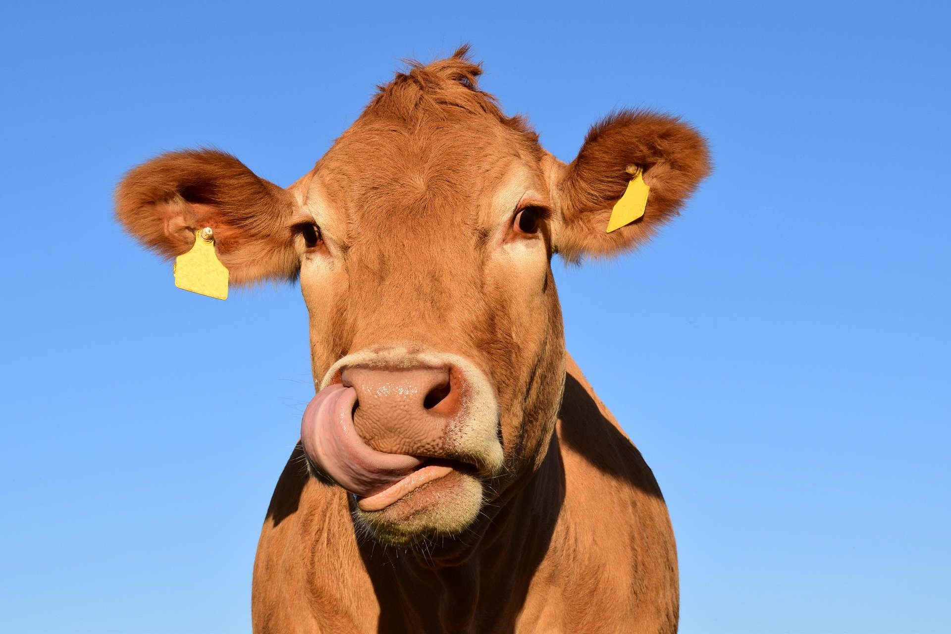 Une whey de bonne qualité est 100% issue du lait frais de vache et sans GMP - Overstim.s