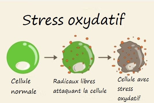 Le rôle de la vitamine C chez le sportif contre le stress oxydatif - OVERSTIM.s